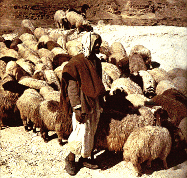 shepherd guarding sheep