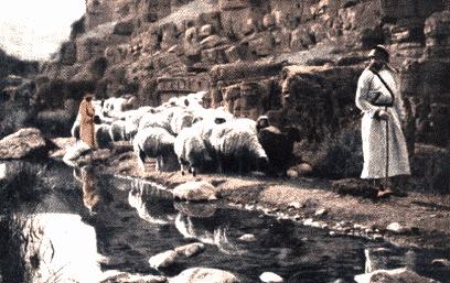 shepherd leading sheep