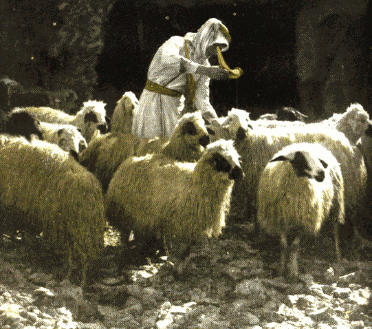 anointing sheep